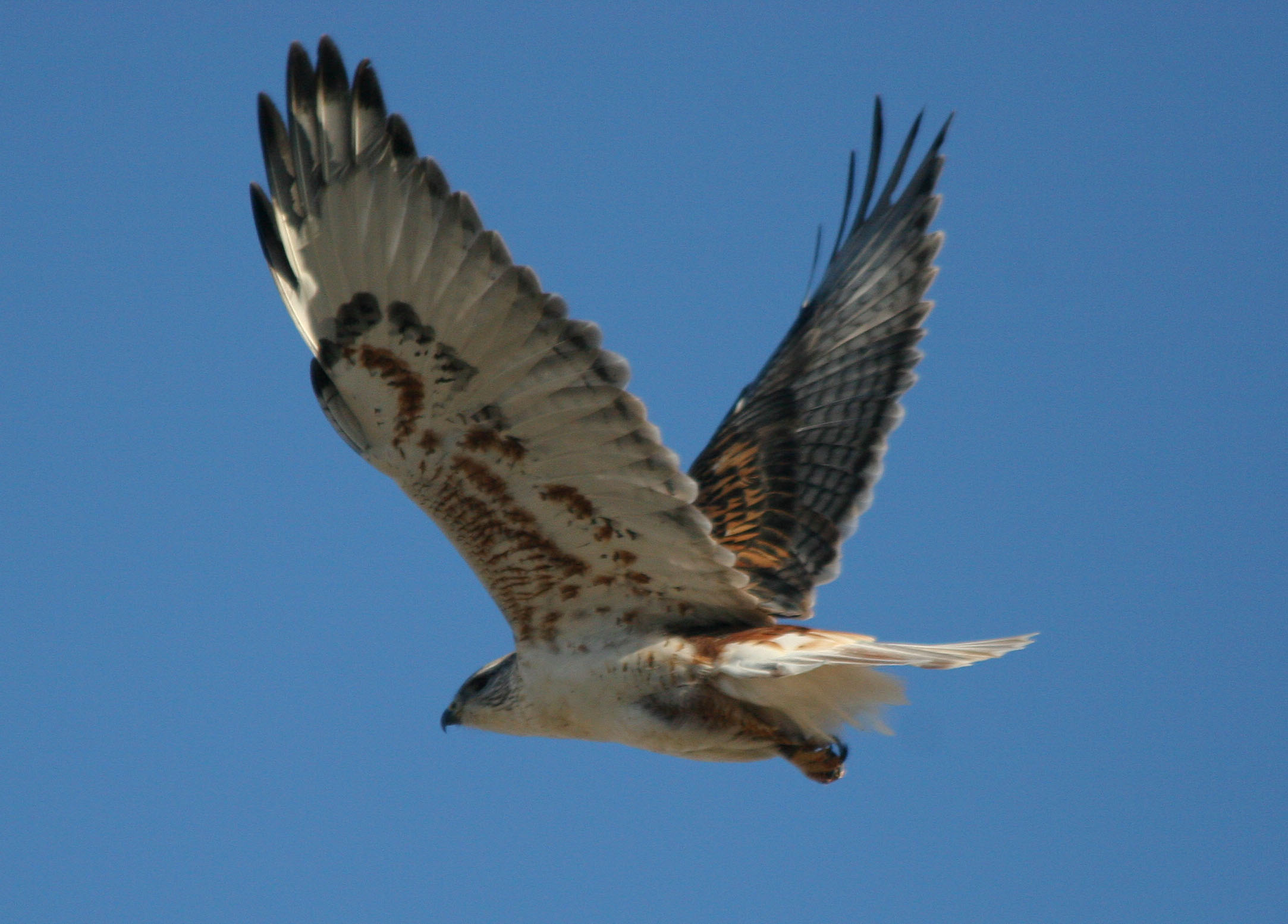 hawk - définition - What is